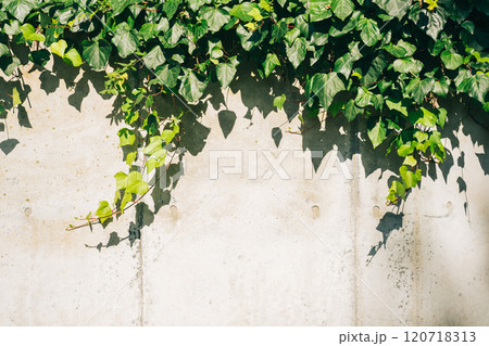 ツタが這う壁 ツタが這う壁 120718313