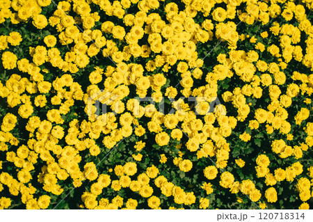 一面の菊の花 壁紙 一面の菊の花 壁紙 120718314