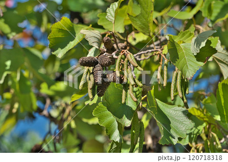 ヤマハンノキの黒い実と緑色の雄花序(秋、十一月) ヤマハンノキの黒い実と緑色の雄花序(秋、十一月) 120718318