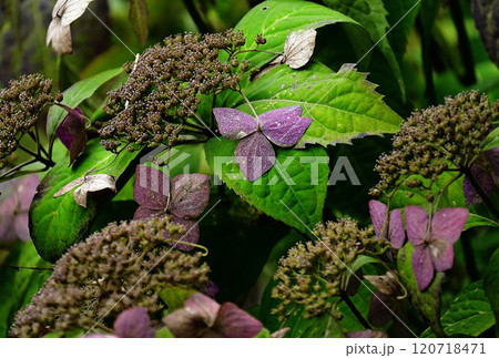 枯れた紫陽花 120718471