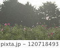 コスモスの花 120718493