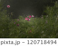 コスモスの花に光が当たっている 120718494