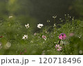 コスモスと花畑の中に咲くピンクのコスモス 120718496