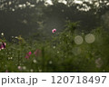 コスモス畑に舞う玉ボケ 120718497