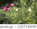 コスモス畑に咲くコスモス 120718499