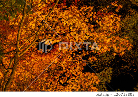 ライトアップされた赤とオレンジの紅葉 ライトアップされた赤とオレンジの紅葉 120718805
