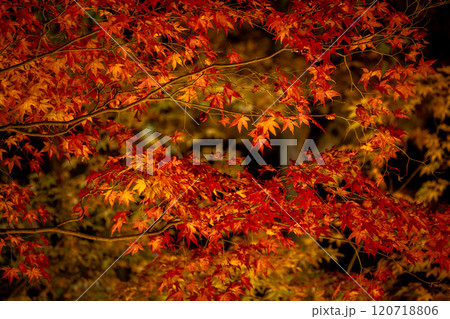 ライトアップされた鮮やかな赤とオレンジの紅葉 120718806
