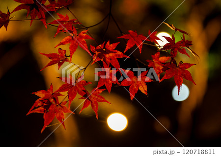 玉ボケとライトアップされた鮮やかな赤い紅葉 120718811