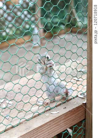 フェンスの上でこちらを見つめるリス 120718918