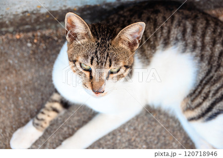 佐柳島の猫 佐柳島の猫 120718946