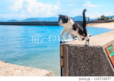 ジャンプする佐柳島の猫 120718977