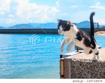 ジャンプする佐柳島の猫 120718978