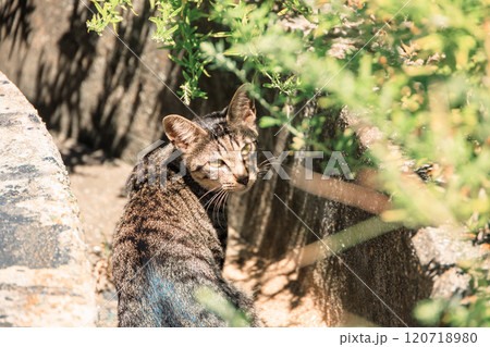 側溝に潜む猫 120718980