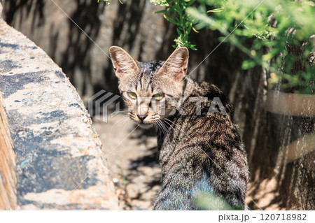 側溝に潜む猫 側溝に潜む猫 120718982