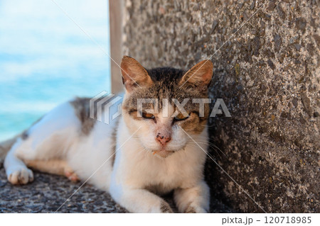 海辺の日陰で休む猫 海辺の日陰で休む猫 120718985