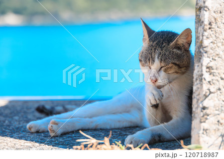 防波堤の日陰で毛繕いする猫 120718987