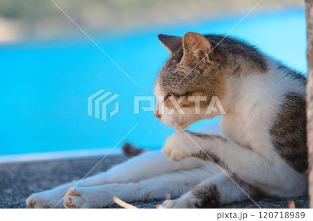 防波堤の日陰で毛繕いする猫 120718989