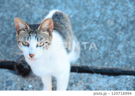 佐柳島の猫 120718994