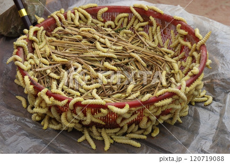 ベトナムの食用イモムシ 120719088