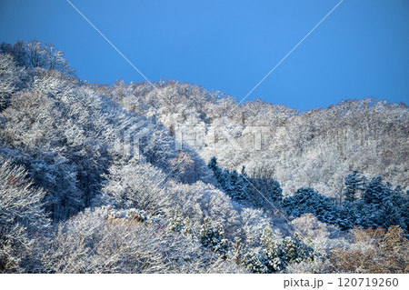 朝日に映える雪景色(札幌藻岩山麓)_8272 朝日に映える雪景色(札幌藻岩山麓)_8272 120719260
