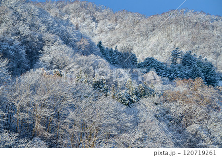 朝日に映える雪景色(札幌藻岩山麓)_8278 朝日に映える雪景色(札幌藻岩山麓)_8278 120719261