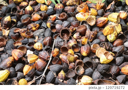 カカオ農園での天日干し 120719272