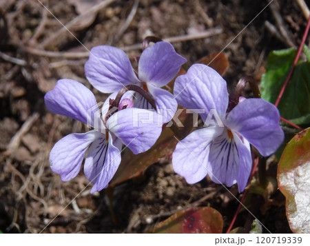 山野や野原で春に花を咲かせる多年草です。 山野や野原で春に花を咲かせる多年草です。 120719339