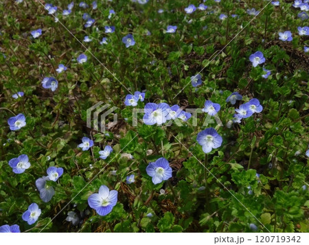 路傍や畑の畦道などで春に花を咲かせる一年草です。 路傍や畑の畦道などで春に花を咲かせる一年草です。 120719342