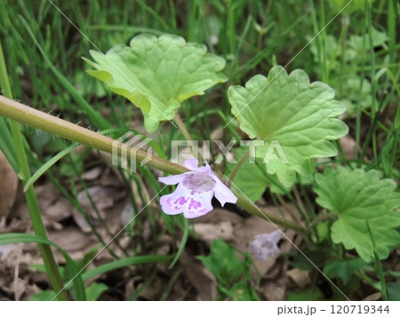 原野の草地、野原、土手、道端、畑のわき、庭などで春に花を咲かせる多年草です。 原野の草地、野原、土手、道端、畑のわき、庭などで春に花を咲かせる多年草です。 120719344