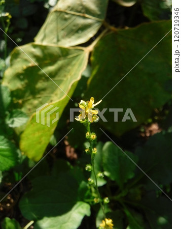 道端や山野で夏から秋にかけて花を咲かせる多年草です。 道端や山野で夏から秋にかけて花を咲かせる多年草です。 120719346