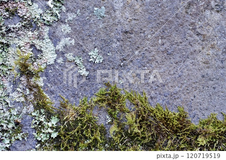 苔が生える岩の表面 120719519