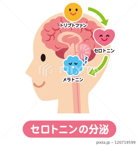 セロトニンの分泌　脳　健康 120719599