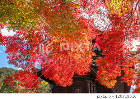 秋の南禅寺 120719616