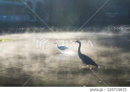 秋の金鱗湖 120719635