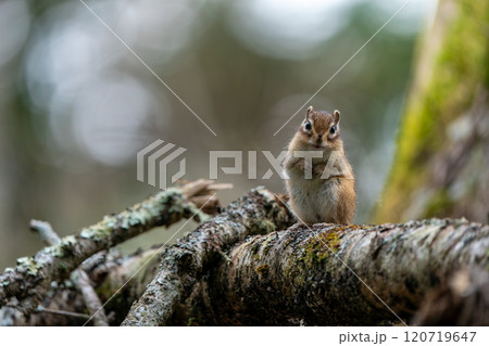 木の幹に現れたエゾシマリス 120719647