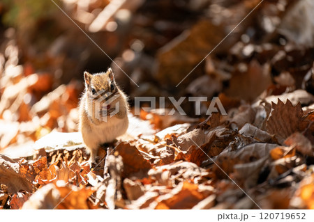 落ち葉の上でエサを探すエゾシマリス 120719652
