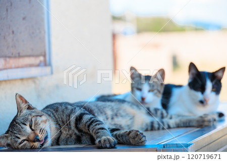 ベンチの上でくつろぐ佐柳島の猫たち 120719671