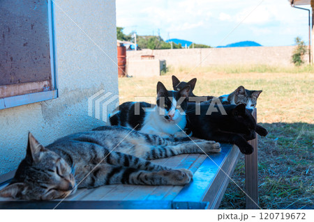 ベンチの上でくつろぐ佐柳島の猫たち 120719672