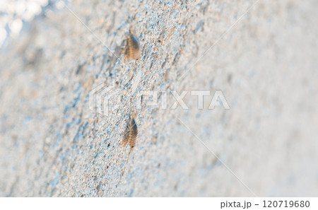 壁に張り付いたフナムシ 壁に張り付いたフナムシ 120719680