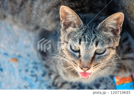 餌をねだる猫 120719685