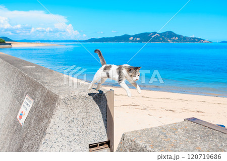 ジャンプする佐柳島の猫 120719686