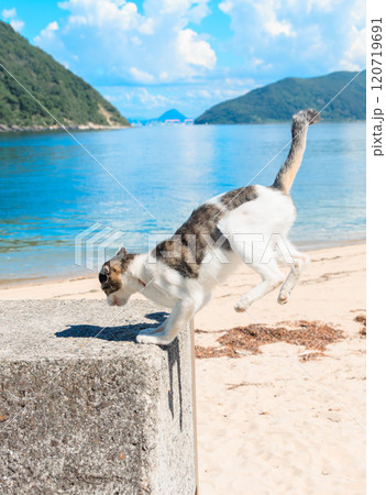 着地する佐柳島の猫 120719691
