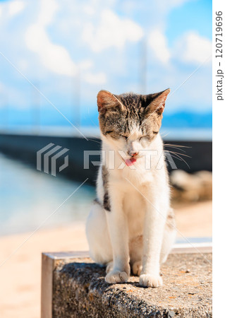 舌を出す夏バテ気味な猫 120719696