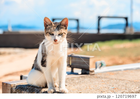 海沿いの猫 海沿いの猫 120719697