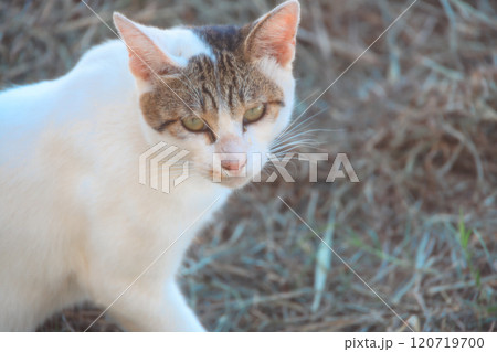 佐柳島の猫 佐柳島の猫 120719700