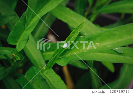 アブラムシを食べてくれる益虫 コクロヒメテントウの幼虫 アブラムシを食べてくれる益虫 コクロヒメテントウの幼虫 120719713