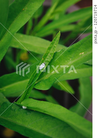 アブラムシを食べてくれる益虫　コクロヒメテントウの幼虫 120719714