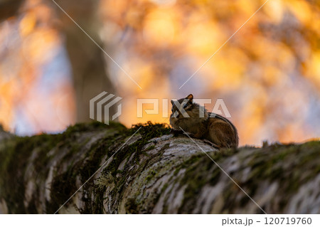 紅葉の木に登るエゾシマリス 120719760