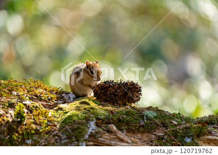 木漏れ日の木に立つエゾシマリス 木漏れ日の木に立つエゾシマリス 120719762
