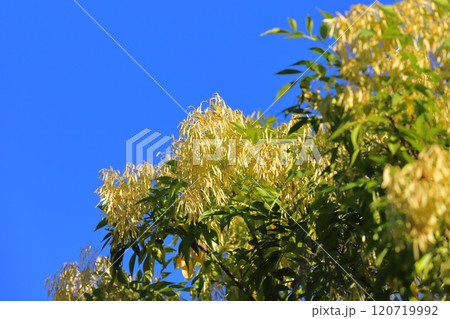 たくさんの実をつけたシマトネリコ 120719992